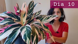 Stromanthe thalia Triostar Dia 10 de 30 30 dias de planta [upl. by Pollie]