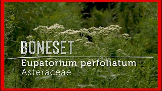 Meet BONESET Powerful IMMUNE BOOSTING Wildflower video lesson [upl. by Ileek]