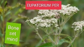 EUPATORIUM PERFOLATIUM BONESETDENGUE COVID MALARIA BONEPAIN PROSTRATION OF MIND [upl. by Novla]