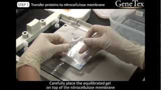 Western Blot  SemiDry transfer Video from GeneTex [upl. by Mandi]