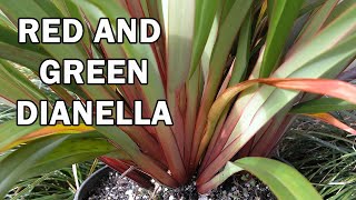 TASRED® Dianella is a tough amp reliable Dianella  Ozbreed Strappy Leaf Plants Range [upl. by Aira]