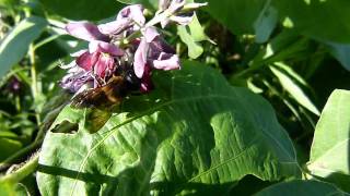 Giant Resin Bee Visiting Kudzu Flowers オオハキリバチ＠クズ吸蜜 [upl. by Trauts]