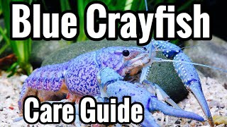 Electric Blue Crayfish Care  Aquarium Guide [upl. by Arada101]