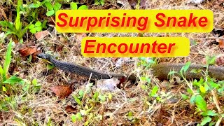 Improved version Encounter with a Neotropical BirdEating Snake [upl. by Elberfeld]