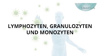 Leukozyten Granulozyten und Monozyten I Immunsystem I Vitalstoffe I ENSIGN OHG [upl. by Ylrrad]