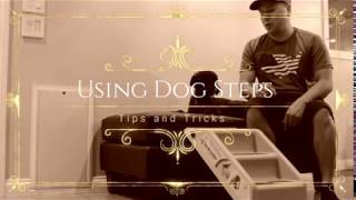 How to train your dog to use steps stairs or ramp [upl. by Ennovyhs]