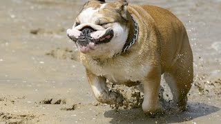 9 Funniest Bulldog Videos NEW [upl. by Christianson346]