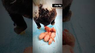 Unique rabbit giving birth 🫢rabbit rabbits crazyvlog shorts trending [upl. by Anita]