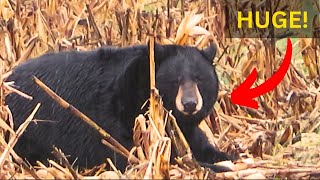 OMG HUGE Black Bear in North Carolinas Alligator River National Wildlife Refuge [upl. by Coward]