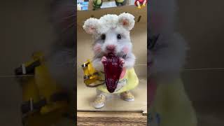 Little jelly beans eat roselle flowers Golden Bear Hamster Pet shorts [upl. by Allanson]