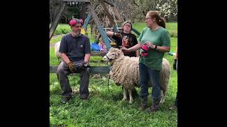 Shear sheep standing up We do Ewe will see 5 yrs exp amp 1 hr per sheep shearing trimmed to 15min [upl. by Muiram]