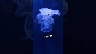 The Bioluminescence of Jellyfish [upl. by Frederiksen18]