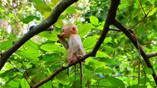 baby monkey animals new newborn newbornbaby Brianna Monkey [upl. by Nnagrom]