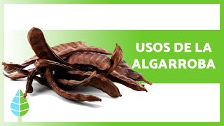 BENEFICIOS de la ALGARROBA 🌱 Propiedades  Cómo hacer HARINA de ALGARROBA ✅ [upl. by Lau]