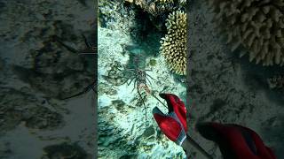 Grabbing lobsters in crystal clear water [upl. by Eenoj]