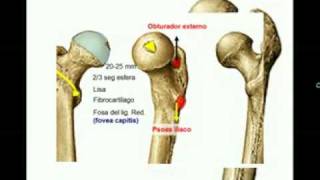 OSTEOLOGIA DE MIEMBRO INFERIOR 4 Diagnostico X [upl. by Agathy736]