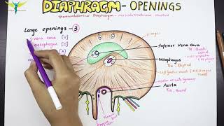 Diaphragm  Anatomy  Openings and Structures passing [upl. by Gytle]