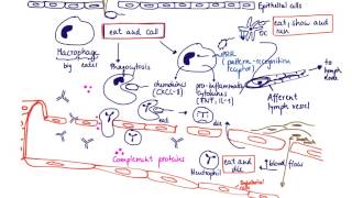 Brandls Basics Innate immune response to extracellular bacteria [upl. by Edasalof]