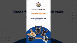 🐾 Woodland Wonders 🌲 The Black and Tan Coonhound adept at tracking raccoons in North America [upl. by Aillemac]