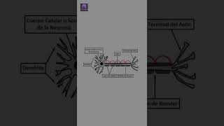 Axón Cómo Transmite Impulsos en tu Cerebro 🧠 [upl. by Henri]