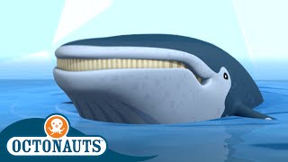 Octonauts  The Humpback Whales Rescue 🐋  Season 3  Cartoons for Kids [upl. by Arebma192]