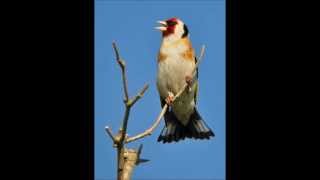 صوت الحسون الأصلي  Stieglitz Major Beste Gesang  Le roi du chardonneret 2013 [upl. by Lemmueu278]