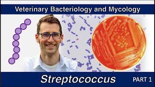 Streptococcus Part 1  Veterinary Bacteriology and Mycology [upl. by Meagher]