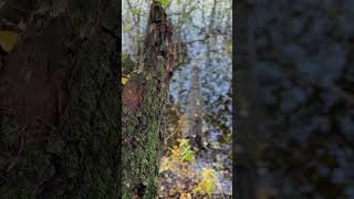 SÄNKSJÖN  minimovie  oktober 2024 blekinge ronneby kallinge hiking [upl. by Atiz662]