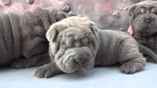 blue sharpei puppies females 4 weeks for sale [upl. by Hinch]