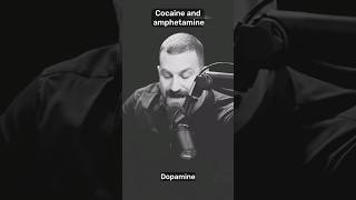 quotCocaine vs Amphetamine  Dopamine Hijackersquot shorts health [upl. by Yurik301]