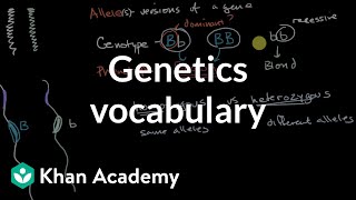 Genetics vocabulary  Inheritance and variation  Middle school biology  Khan Academy [upl. by Itsim]