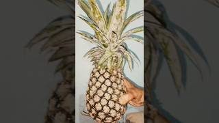 Pineapple fruit pineapple healthy tasty cooking recipe foodie diet ytshorts [upl. by Chandra]