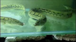 Tyre Track Eel Spiny Eel Native Monster Fish youtube india aquarium fish shortvideo viral [upl. by Fisch]