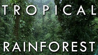 The Tropical Rainforest Climate [upl. by Maure153]