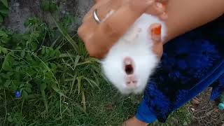 bunny rabbit scream  the cutest baby bunny rabbit compilation ever  Gappus Family [upl. by Mina]