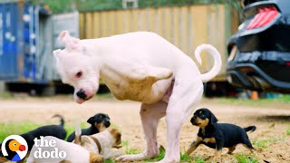 2Legged Dog Has The Cutest Reaction To His Foster Puppies  The Dodo [upl. by Brotherson129]