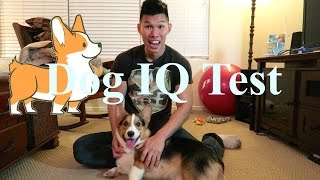 TESTING MY CORGIS INTELLIGENCE  Dog IQ Test [upl. by Deland]