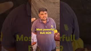 Most powerful bull M29 Anmol [upl. by Par628]