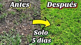 🌾 CONSIGUE TENER Césped en 5 días Como Sembrar o plantar césped • Cuidados y tipos [upl. by Palladin247]