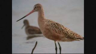 WI Birds 2010 Marbled Godwit [upl. by Constantina]