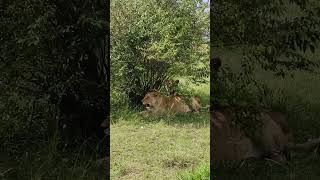 Lioness taking rest after food wildlife kenyatourism masaimara safari videography mentor [upl. by Nhguaval]