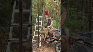 220 lb Wild Boar Harvested Feral Hog Hunting 🐗🔫👍😁 [upl. by Susan395]