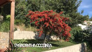 Pyracantha coccinea [upl. by Julieta]