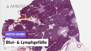 Histologie von Blutgefäßen und Lymphgefäßen  Mikroskopische Anatomie  AMBOSS Video [upl. by Einafats358]