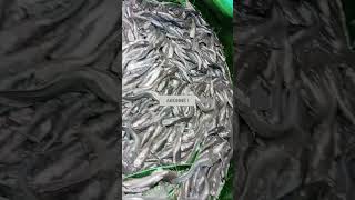 La réalité pisciculture poissons agriculturebiologique fish fishing agriculture food ecologi [upl. by Anaxor]