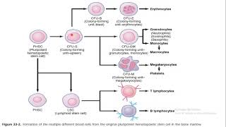 Hematopoiesis Urdu Language  Red blood cells formation [upl. by Yuri]