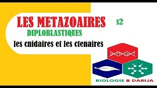 biologie animale  les métazoaires diploblastiques 2 les cnidaires et les ctenaires [upl. by Akinahc]