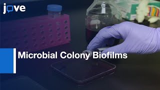 Microbial Colony Biofilms Preparation for Microscopic Analyis  Protocol Preview [upl. by Panter102]