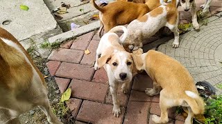 Puppies and Mother eating SFX  HD Sound effects [upl. by Skippie]