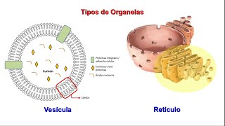 Sistema de vesículas de 1 membrana [upl. by Oiramel]